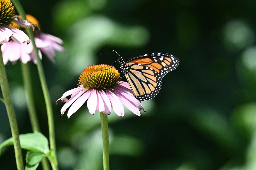 2025-07199785 Tower Hill Botanic Garden, MA.JPG - Monarch Butterfly on Coneflower. New England Botanic Garden at Tower Hill, MA, 7-19-2025